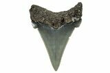 Serrated Angustidens Tooth - Megalodon Ancestor #302061-1